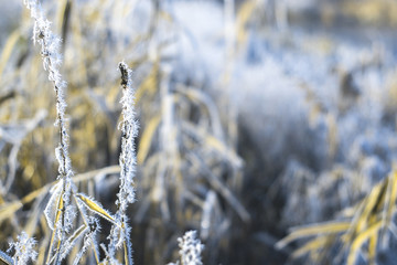 Reeds in frost on a frosty winter morning.