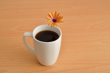 An orange daisy with a white mug