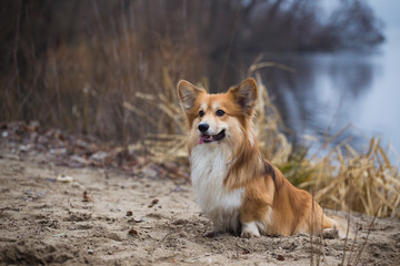 Corgi fluffy dog sitting on  sandy beach
