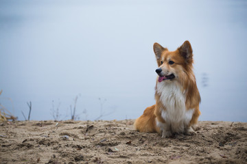 Corgi fluffy dog sitting on  sandy beach