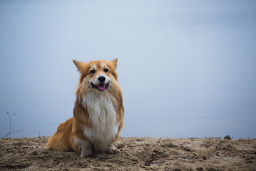 Corgi fluffy dog sitting on  sandy beach