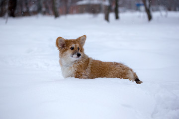 corgi fluffy puppy portrait
