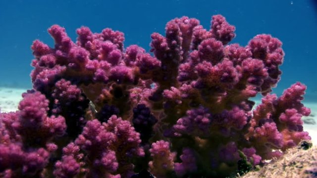 Underwater relax video about purple violet Coral in pure transparent of Red sea. Bright marine nature on background of beautiful lagoon.