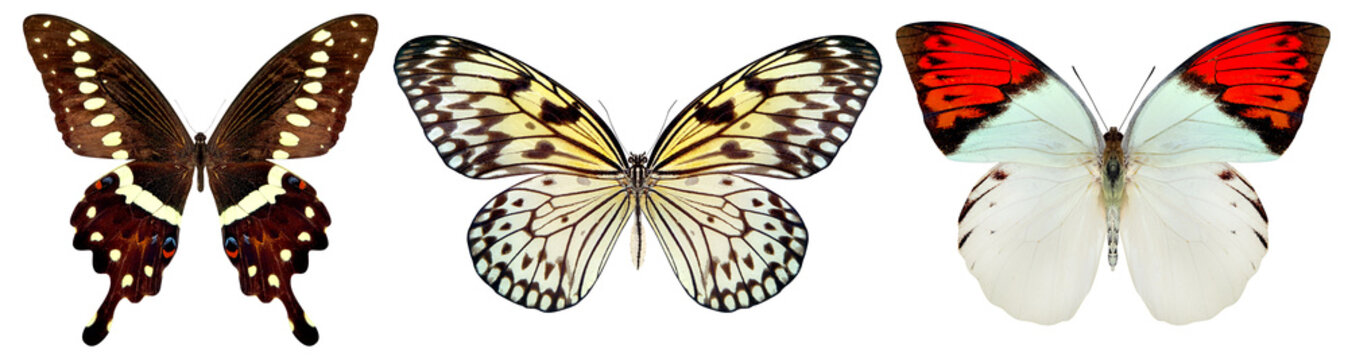Fototapeta beautiful butterfly isolated on a white