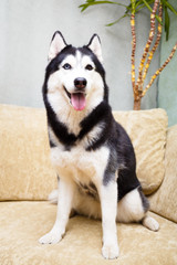 Siberian Husky at home