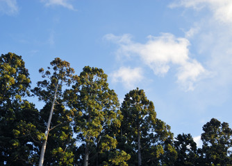 Fototapeta premium 木 素材