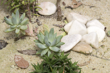 Plantes exotiques dans la serre