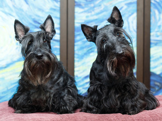 Black Scottish Terrier dog
