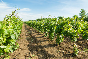 Fototapeta na wymiar Beautiful vineyards