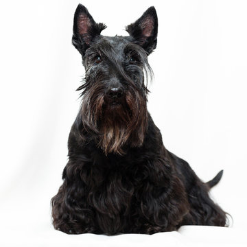 Black Scottish Terrier Dog