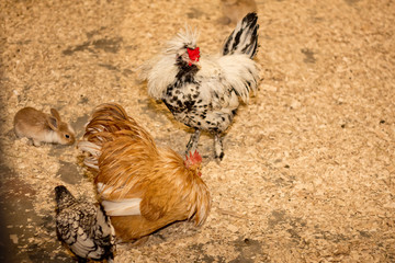 Chickens and hares in the village