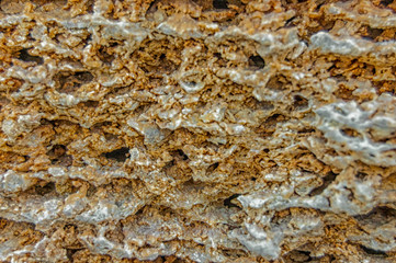 Ancient masonry of shellfish