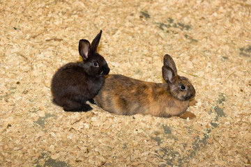 Funny hares in the zoo