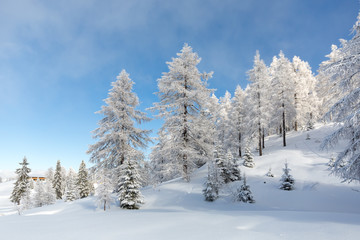 Winter scene. Frozen forest in the mountains 