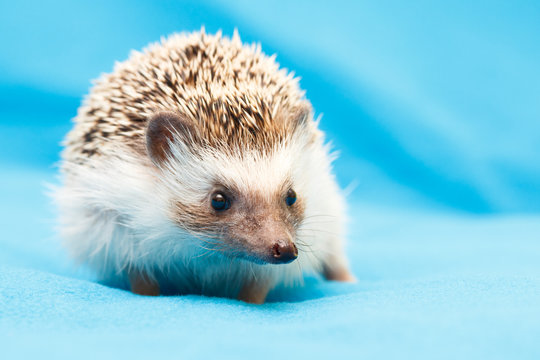 African Hedgehog At Home