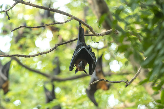  Bat is upside down on a branch. (Lyle's flying fox)