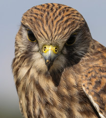 Wild Kestrel close-up