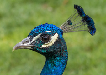 Fototapeta premium Peacock