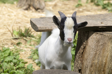 Obraz premium Chevreau