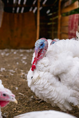 Breeding turkeys on a farm.