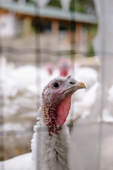 Breeding turkeys on a farm.