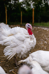 Breeding turkeys on a farm.