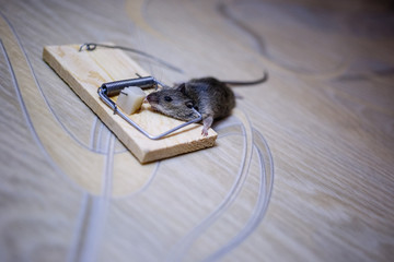 Dead mouse in a mousetrap on the floor.