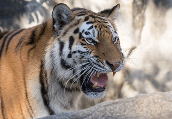 Indochinese Tiger snarling