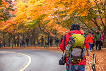 Fototapeta premium Backpacker Autumn in naejangsan park,South Korea.