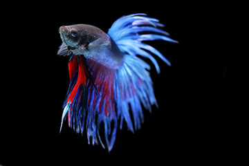 close up of Betta Siamese fighting fish, Betta splendens Pla-kad