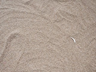 Wheat background or Wallpaper