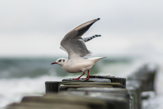 Moewe beim Start in die Ostsee