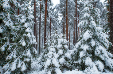 Spruce tree forest covered by fresh snow during winter Christmas time