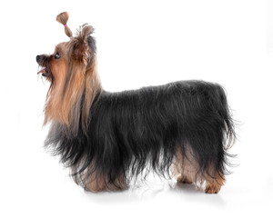 Yorkshire terrier on white background