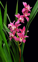Branch of the orchid cymbidium isolated on a black background.