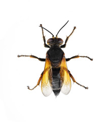 Wasp isolated on a white background