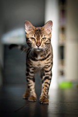 Bengal