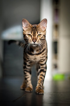 Bengal