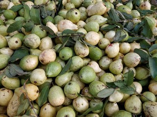 Guava fruits backgrounds