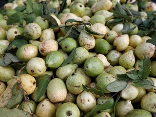 Guava fruits backgrounds