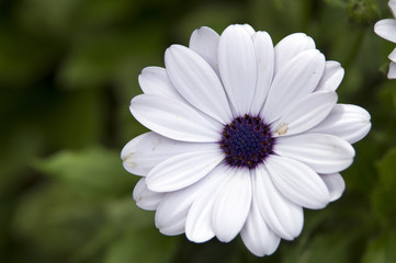 Obraz premium Osteospermum Ecklonis