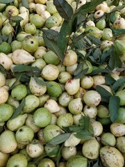 Guava fruits backgrounds