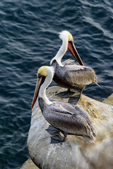 Two California brown pelicans cliffside