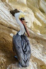 A California brown pelican sits alone