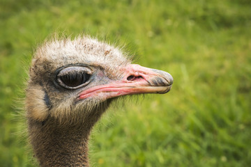 profile of an ostrich
