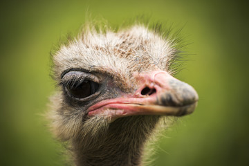 ostrich looking curious to the camera