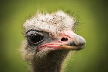 Papier Peint photo Lavable Autruche ostrich looking curious to the camera