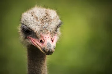 Papier Peint photo Lavable Autruche ostrich looking menacingly to the camera