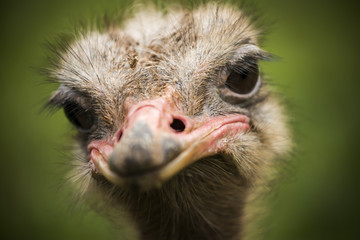 portrait of an ostrich looking to the camera