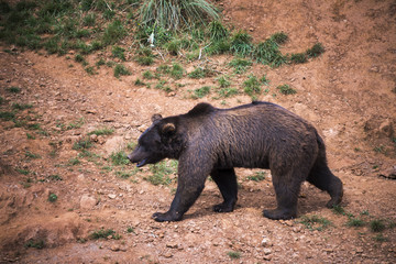 Black bear walking
